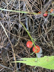 Convallaria majalis