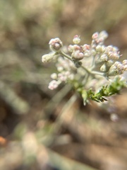 Eriogonum annuum