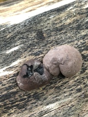 Daldinia childiae