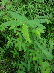 Chamaecrista nictitans aspera