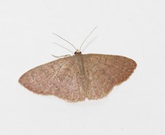 Pleuroprucha