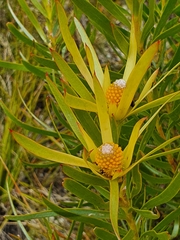 Leucadendron xanthoconus