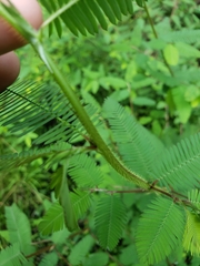 Chamaecrista nictitans aspera