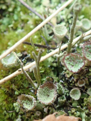 Cladonia gracilis
