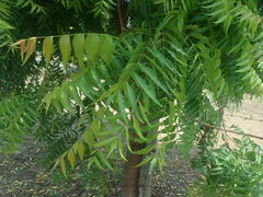Azadirachta indica