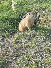 Spermophilus citellus