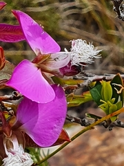 Polygala bracteolata