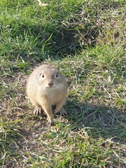 Spermophilus citellus