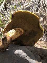 Xerocomellus dryophilus