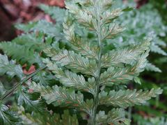 Asplenium lamprophyllum