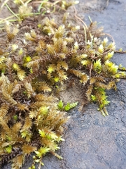 Antitrichia curtipendula