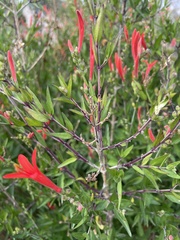 Anisacanthus