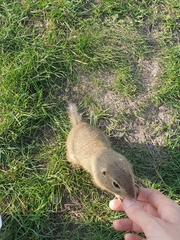 Spermophilus citellus