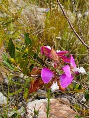 Polygala bracteolata