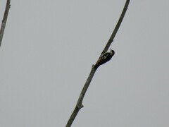 Dendrocopos syriacus
