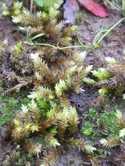 Antitrichia curtipendula