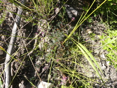 Indigofera declinata