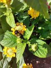 Bombus impatiens