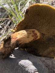 Xerocomellus dryophilus