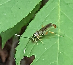 Cratichneumon