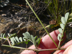 Indigofera declinata