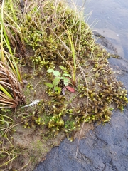 Antitrichia curtipendula