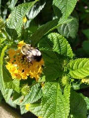 Bombus impatiens