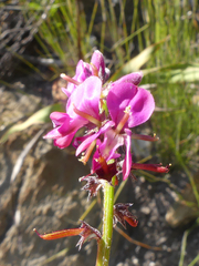 Indigofera declinata