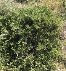 Malephora crocea