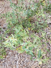Berberis trifoliolata