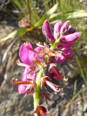 Indigofera declinata