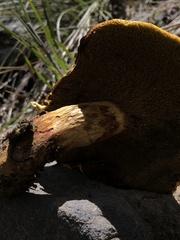 Xerocomellus dryophilus