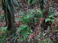 Asplenium lamprophyllum