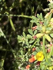 Acmispon glaber glaber