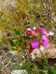 Polygala bracteolata
