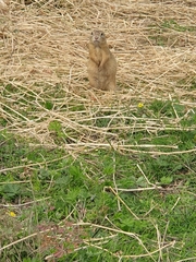 Spermophilus citellus