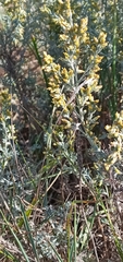 Artemisia maritima