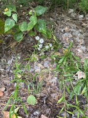 Symphyotrichum lanceolatum