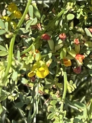 Acmispon glaber glaber