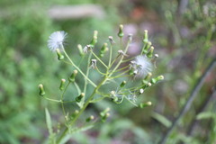 Erechtites hieraciifolius