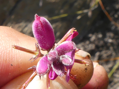 Indigofera declinata