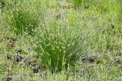 Juncus decipiens