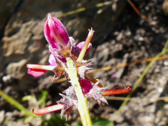 Indigofera declinata