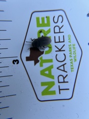Tenebrioninae