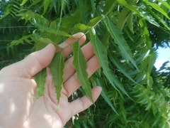 Azadirachta indica