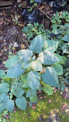 Hydrangea arborescens