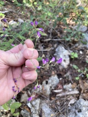 Lespedeza texana