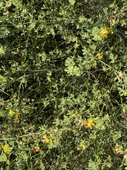 Acmispon glaber glaber