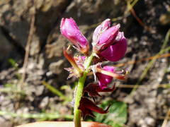 Indigofera declinata