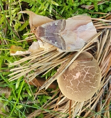 Conistra erythrocephala